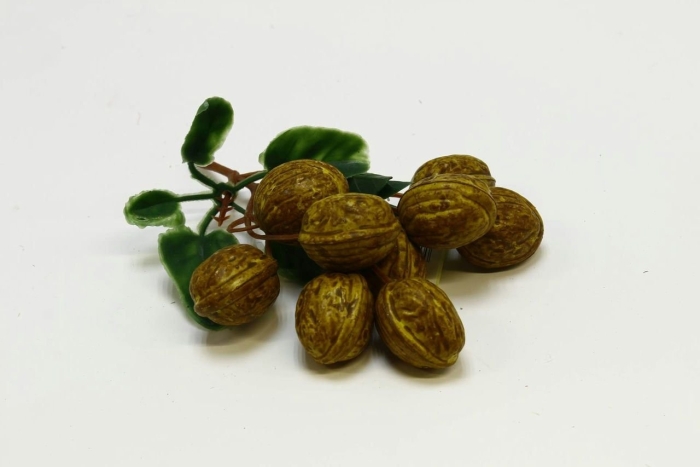 Ветка грецкого ореха