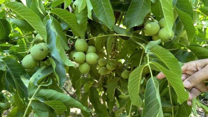 Грецкий орех сорт кочерженко