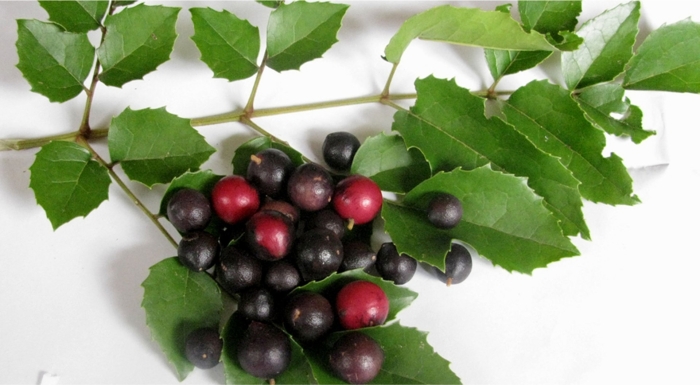 Лавровишня португальская