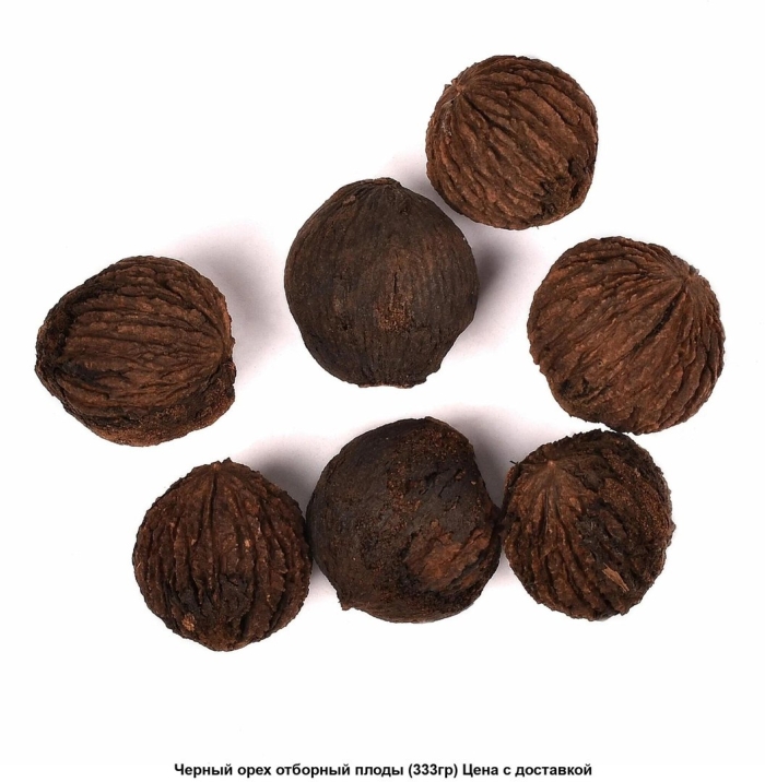 Орех черный juglans nigra