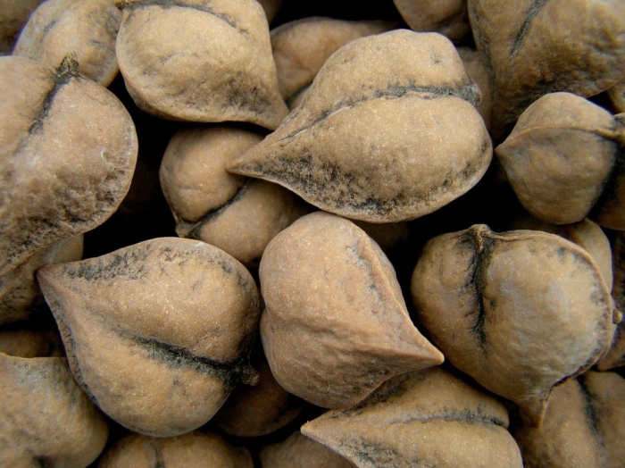 Juglans ailantifolia cordiformis