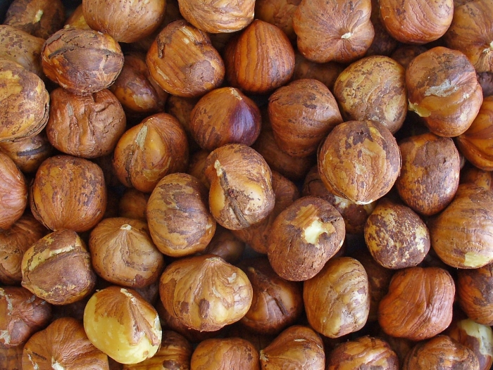 Лещина орех