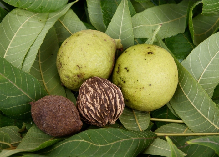 Орех черный juglans nigra
