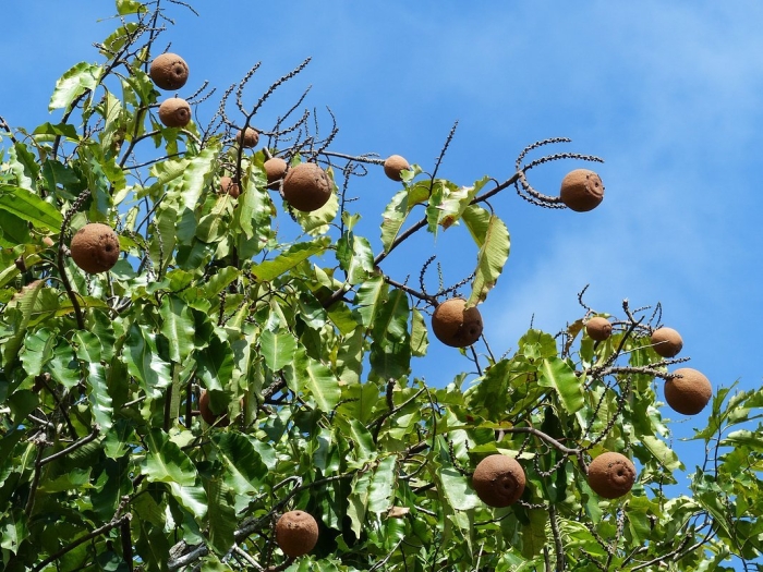 Бразильский орех дерево