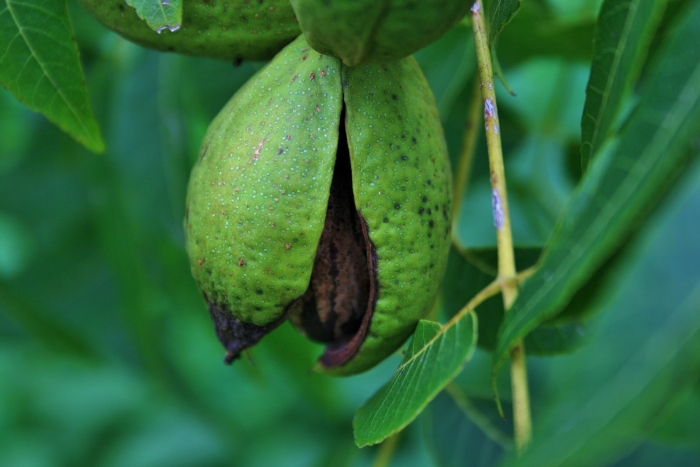 Орех пекан дерево