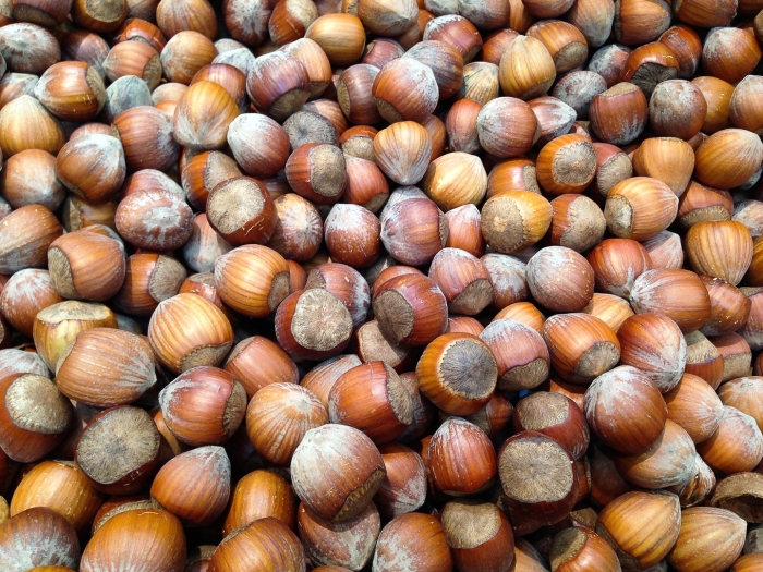 Фундук сорт исаевский