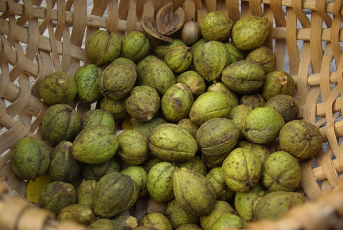 Пекан обыкновенный орех