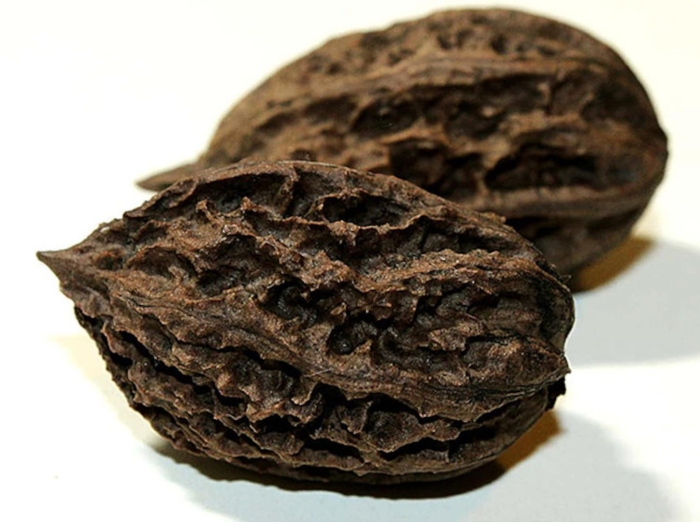 Орех маньчжурский juglans mandshurica плод