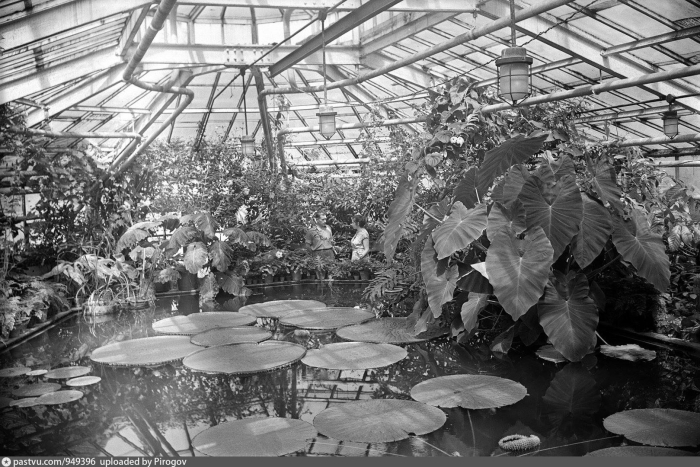Оранжерея петра великого спб