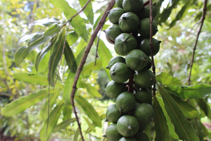 Макадамия орех