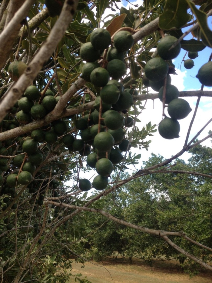 Macadamia nut tree