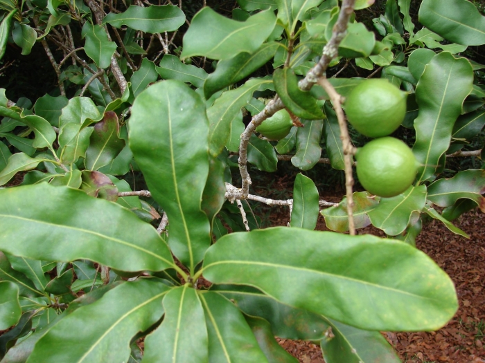 Macadamia integrifolia