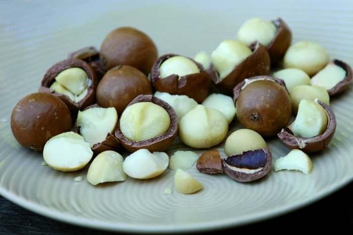 Macadamia integrifolia