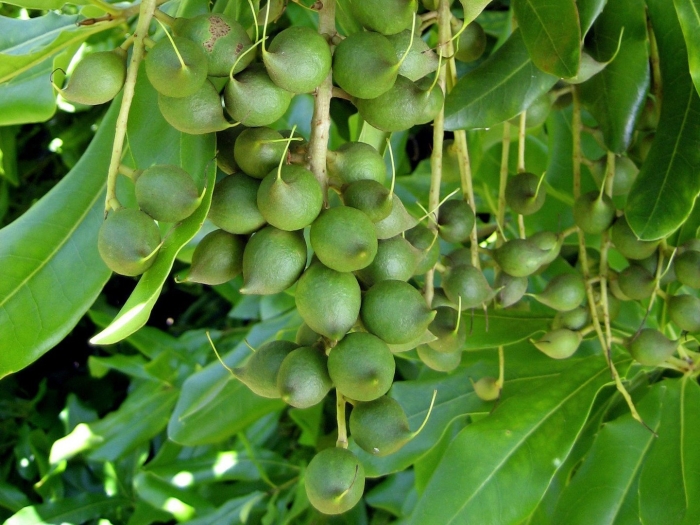 Макадамия дерево