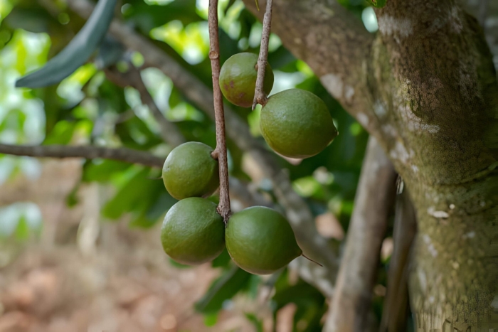 Макадамия орех дерево