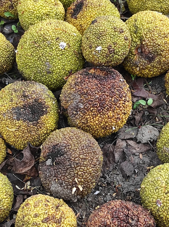 Маклюра адамово яблоко