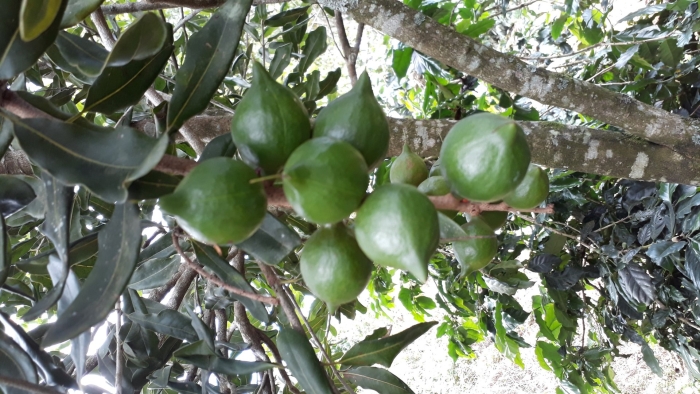 Орех макадамия австралийский