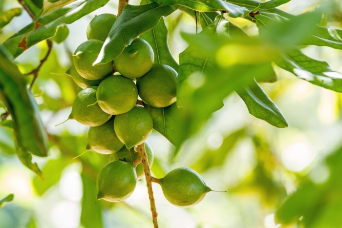 Macadamia integrifolia