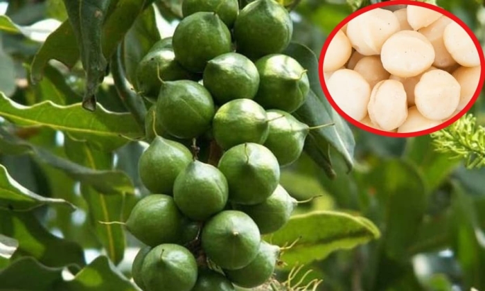 Макадамия орех