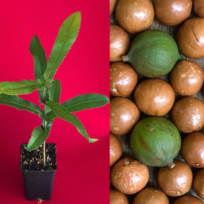 Орех макадамия вьетнам