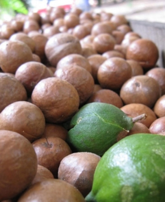 Орех макадамия гавайи