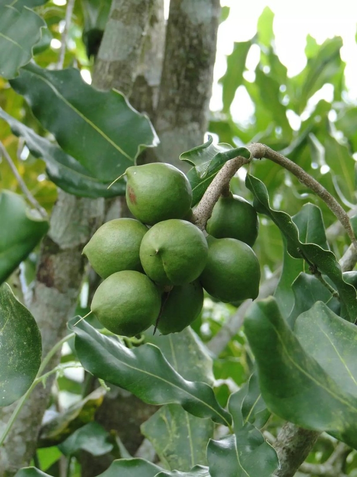 Macadamia tetraphylla