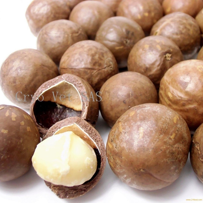 Бразильский орех макадамия