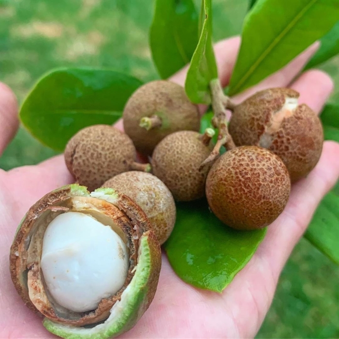 Макадамия орех дерево