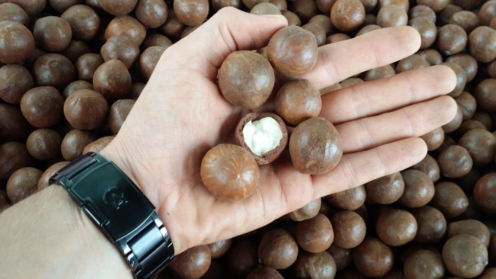 Бразильский орех макадамия