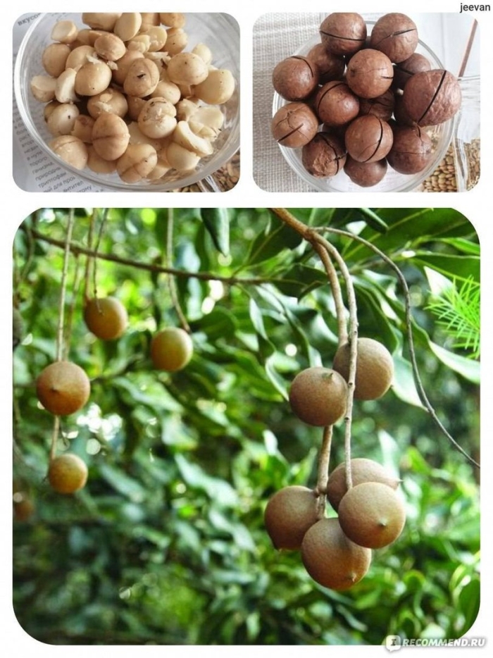 Макадамия орех