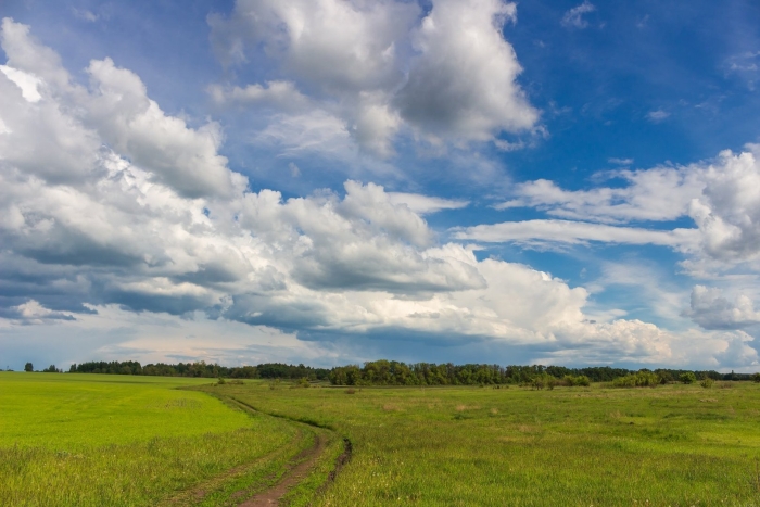 Равнинные луга