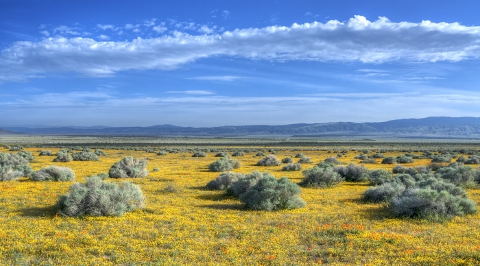 Antelope valley california poppy reserve