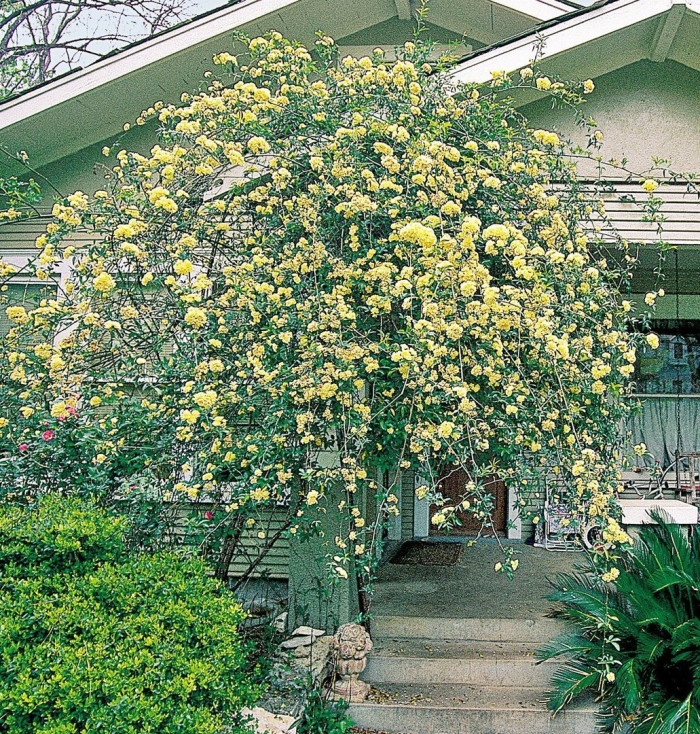 Роза плетистая леди бэнкс еллоу