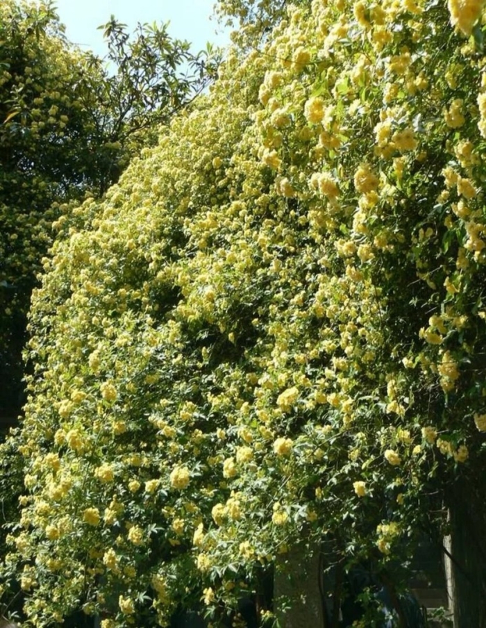 Роза бэнкса лютеа