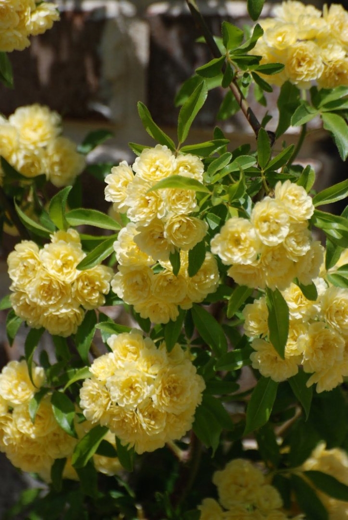 Желтая плетистая роза