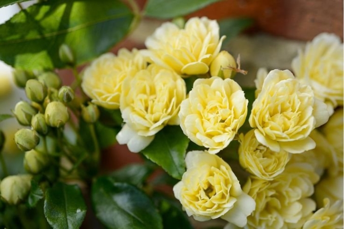 Роза бэнкса лютеа