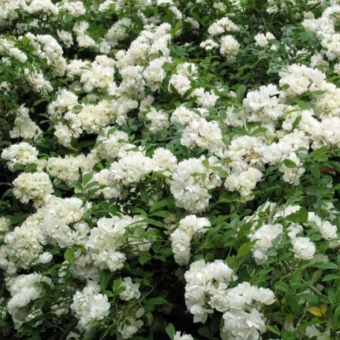 Мускусная роза гирлянд де амур