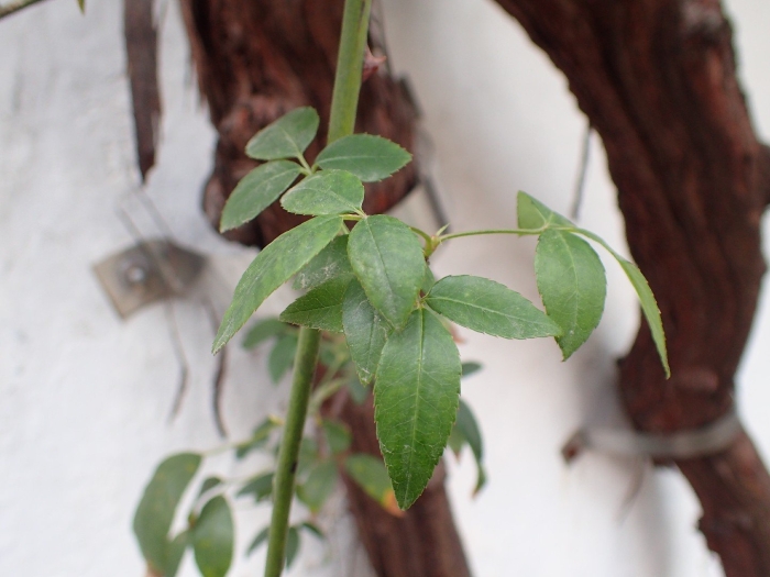 Tetrastigma voinierianum