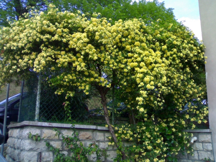 Роза плетистая леди бэнкс