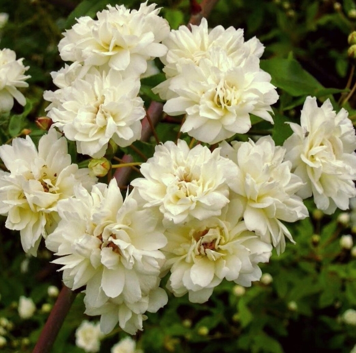 Роза бэнкса alba plena