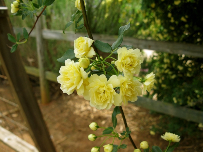 Роза плетистая леди бэнкс еллоу