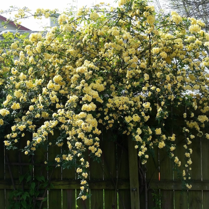 Роза бэнкса лютеа