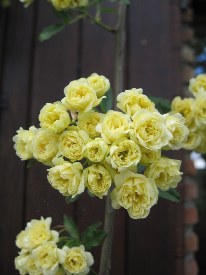 Роза плетистая леди бэнкс еллоу