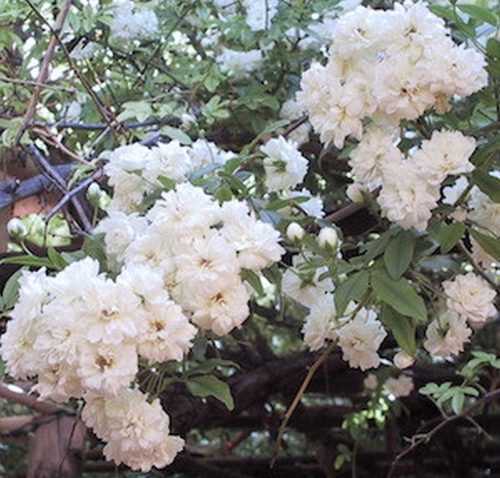 Гирлянд де амур роза плетистая