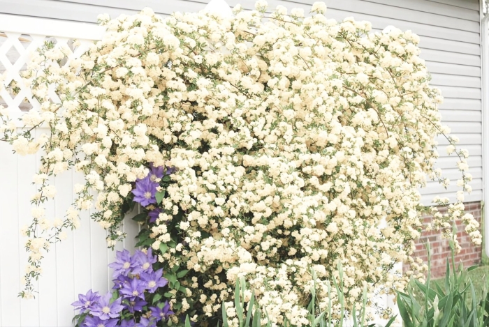 Роза бэнкс лютеа