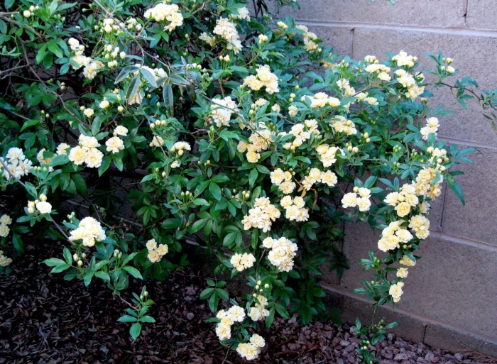 Роза вайт леди бэнкс