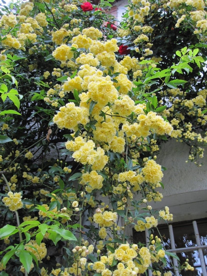 Голден шоверс плетистая роза