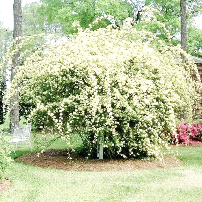 Кустарник роза