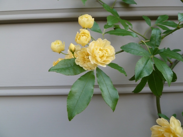 Роза плетистая леди бэнкс еллоу