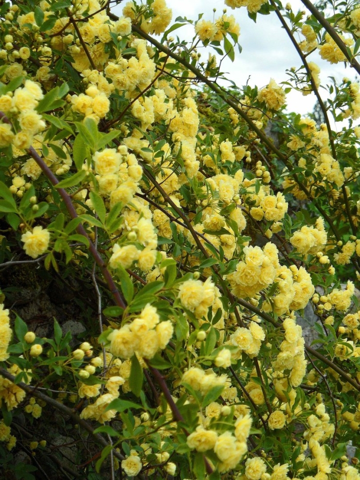 Роза плетистая леди бэнкс еллоу